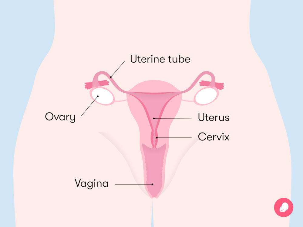 An illustration of the female reproductive system
