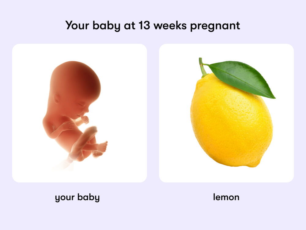 At week 13 of pregnancy, the baby is around 6.7cm long, equivalent to the size of a lemon