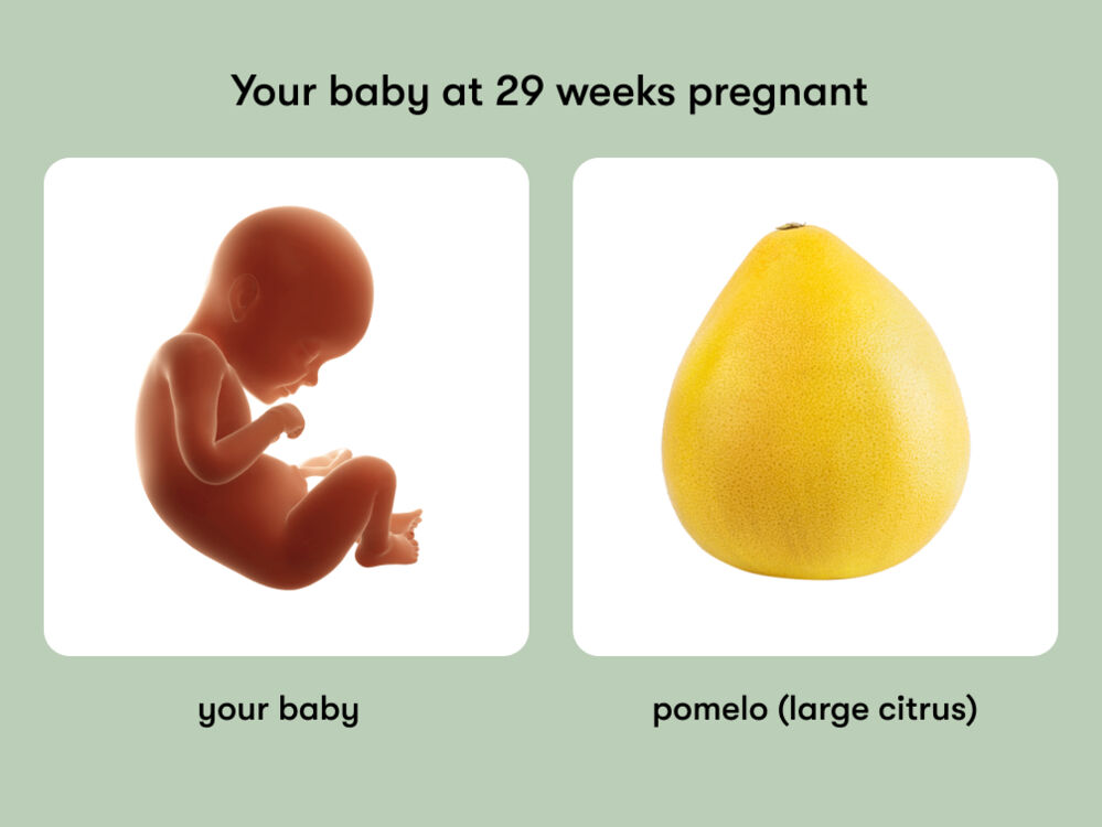 At 29 weeks pregnant, your baby is the size of a pomelo