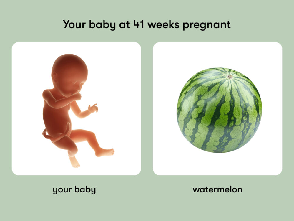 At week 41 of pregnancy, the baby is around 52 cm long, equivalent to the size of a watermelon