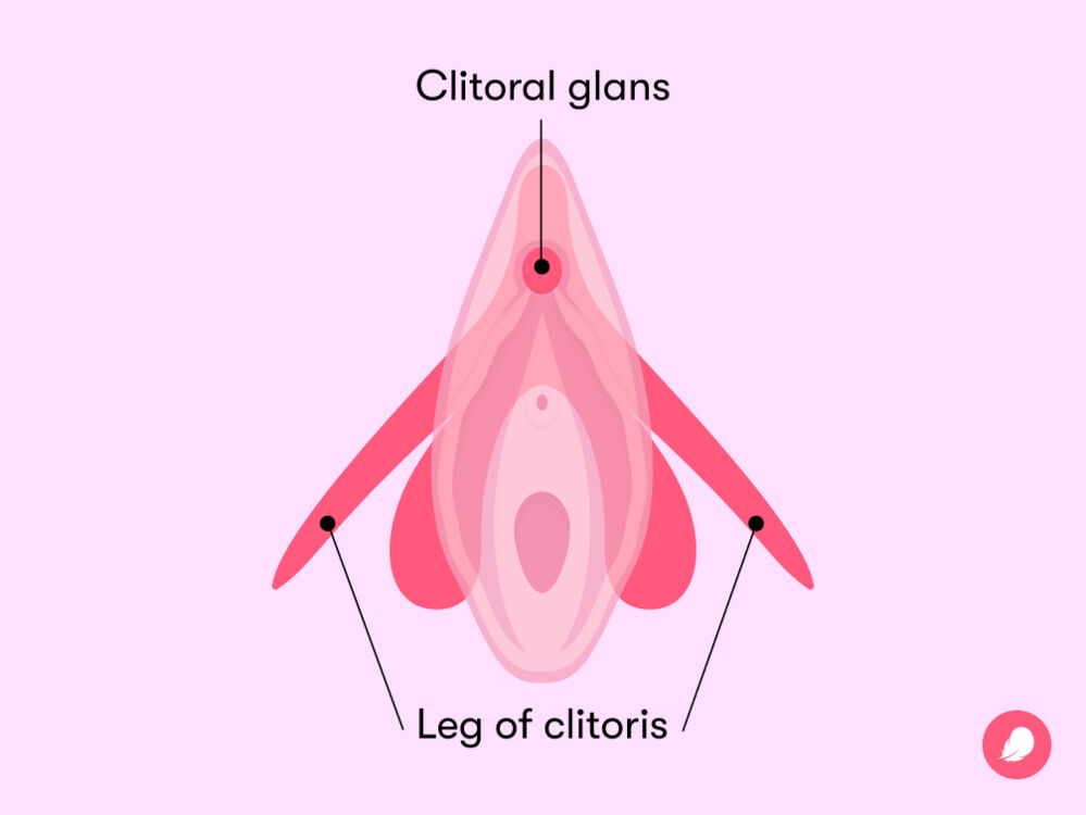 The clitoral glans is the only external part of the clitoris, which also includes the internal body, crura, and bulbs