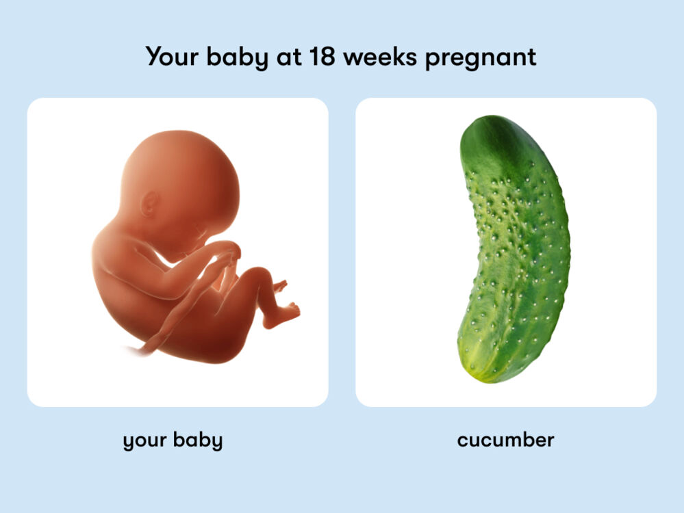 At week 18 of pregnancy, the baby is around 22cm long, equivalent to the size of a cucumber