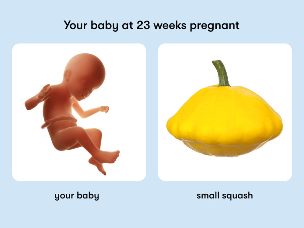 At week 23 of pregnancy, the baby is around 30.6 cm long, equivalent to the size of a small squash