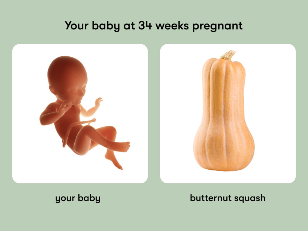 At week 34 of pregnancy, the baby is around 45.2 cm long, equivalent to the size of a butternut squash