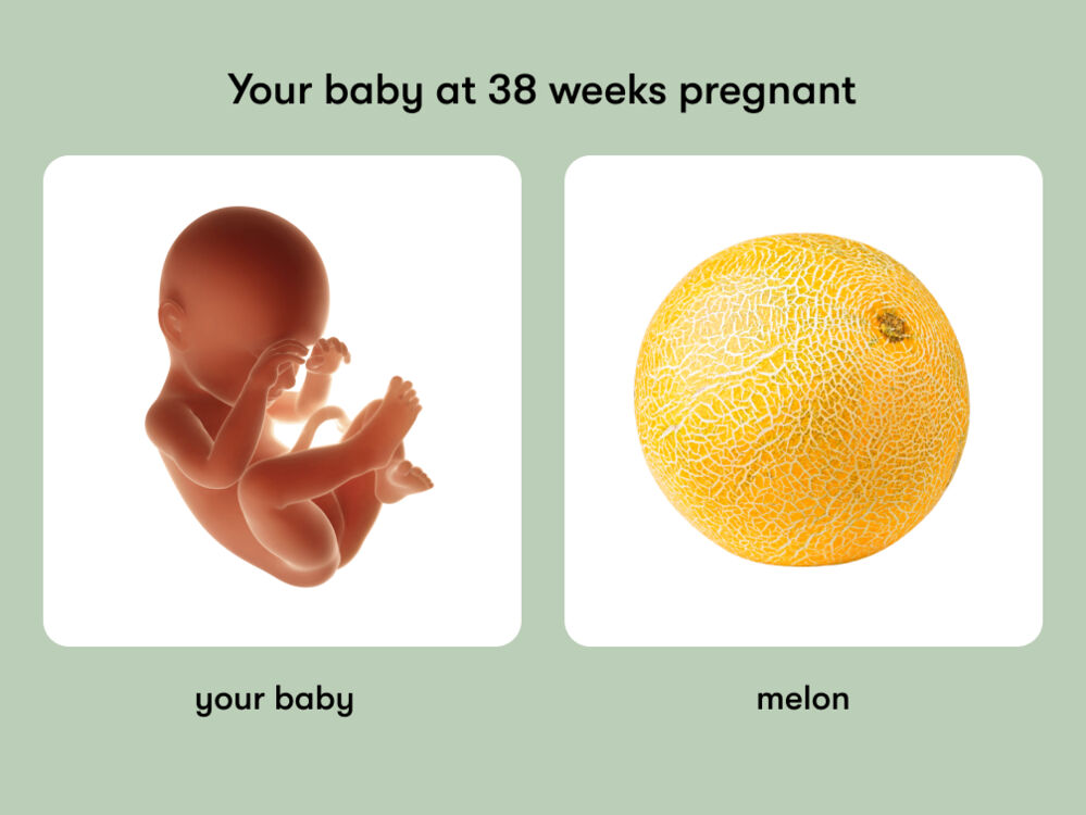At week 38 of pregnancy, the baby is around 49 cm long, equivalent to the size of a melon