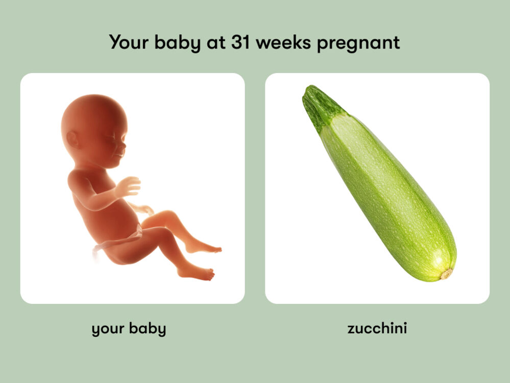 At week 31 of pregnancy, the baby is around 41.8 cm long, equivalent to the size of a zucchini