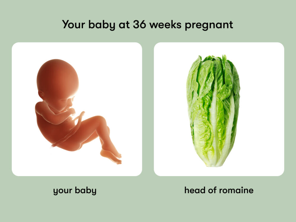 At week 36 of pregnancy, the baby is around 47.3 cm long, equivalent to the size of a head of romaine