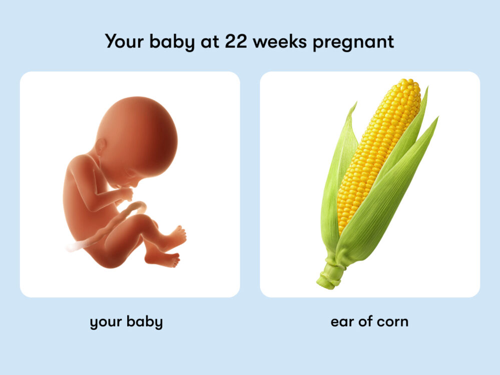 At week 22 of pregnancy, the baby is around 29 cm long, equivalent to the size of an ear of corn