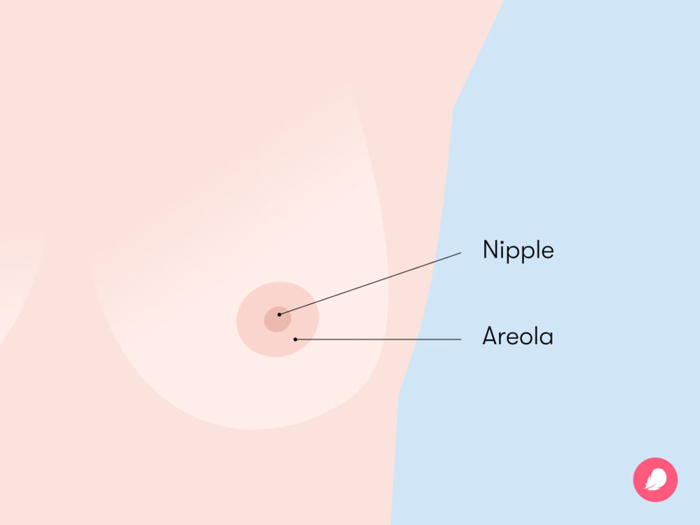 The areolae is the darker skin around your nipple, while the nipple sits at the center of each areola with approximately nine milk ducts, covered in nerve endings sensitive to touch and temperature changes.
