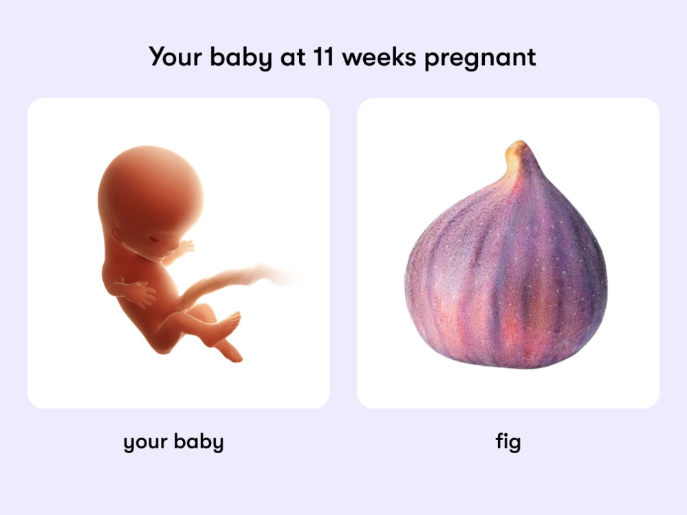 At week 11 of pregnancy, the baby is approximately 4.1 centimeters long, which is similar in size to a fig.