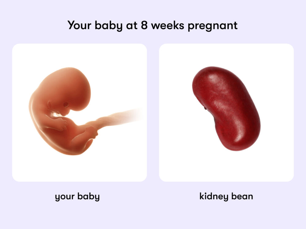 At eight weeks of pregnancy, the baby is around 0.6 inches, the size of a kidney bean