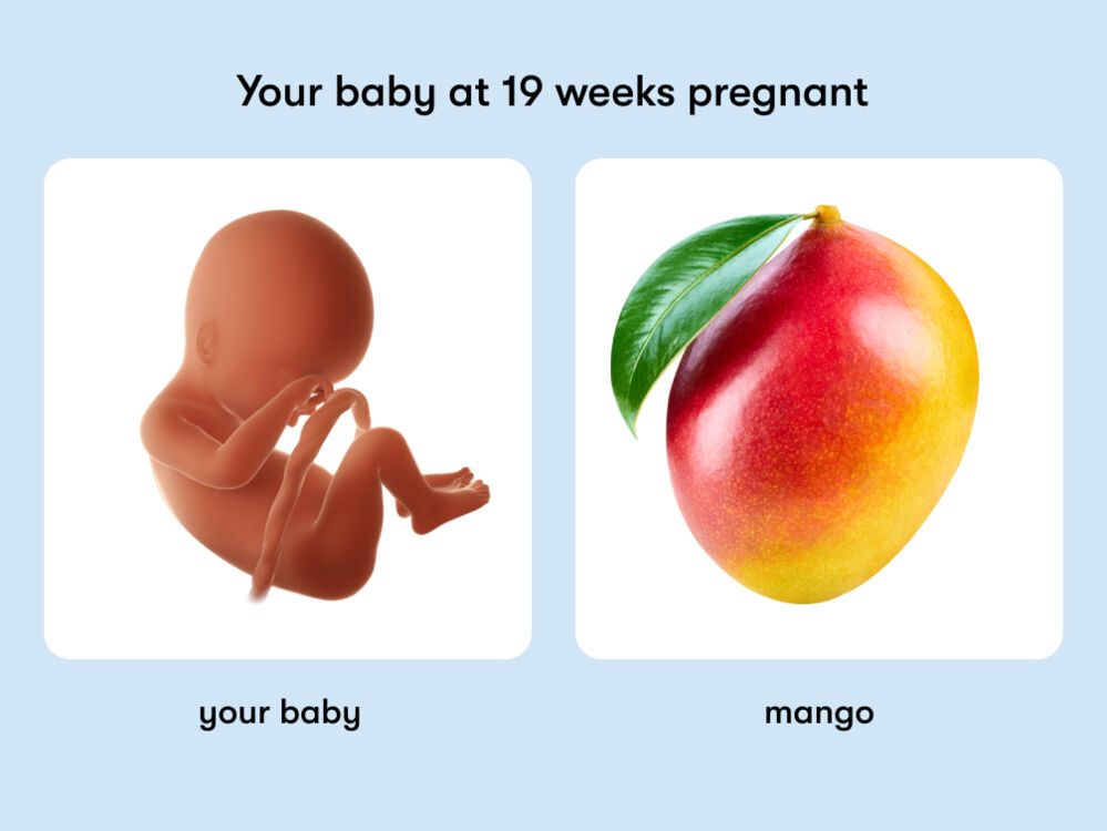 At week 19 of pregnancy, the baby is around 24cm long, equivalent to the size of a mango