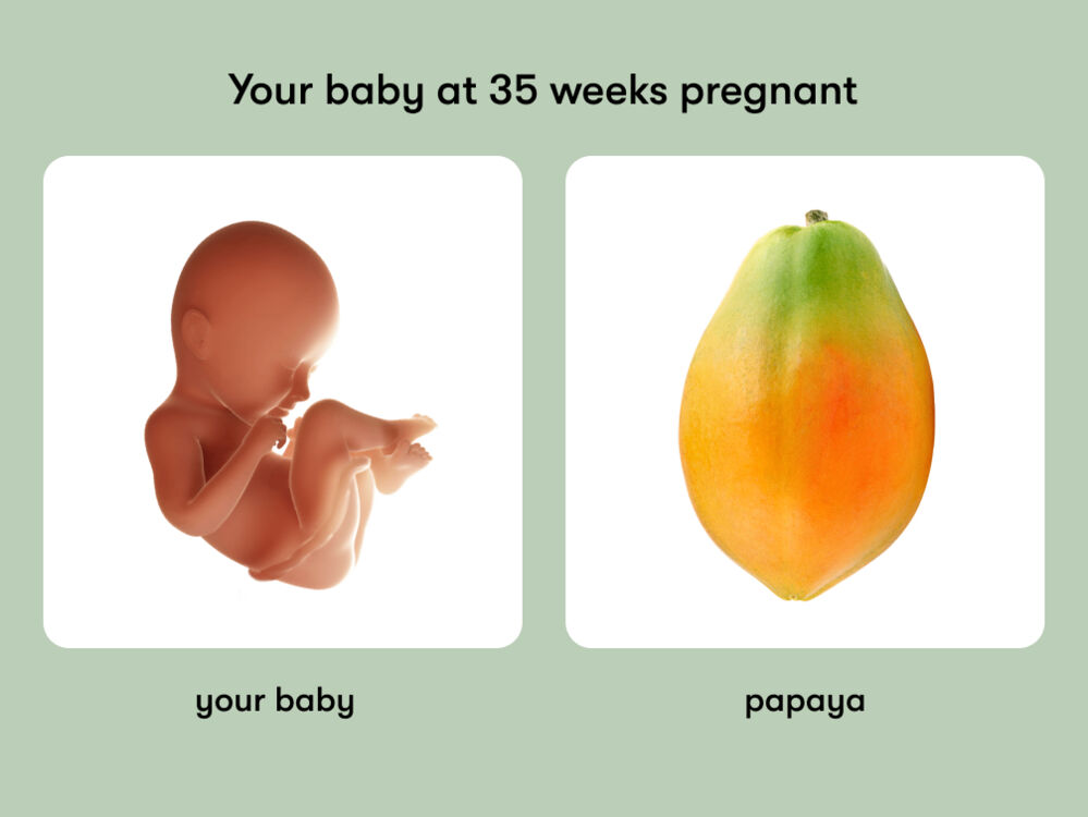 At week 35 of pregnancy, the baby is around 46.3 cm long, equivalent to the size of a papaya