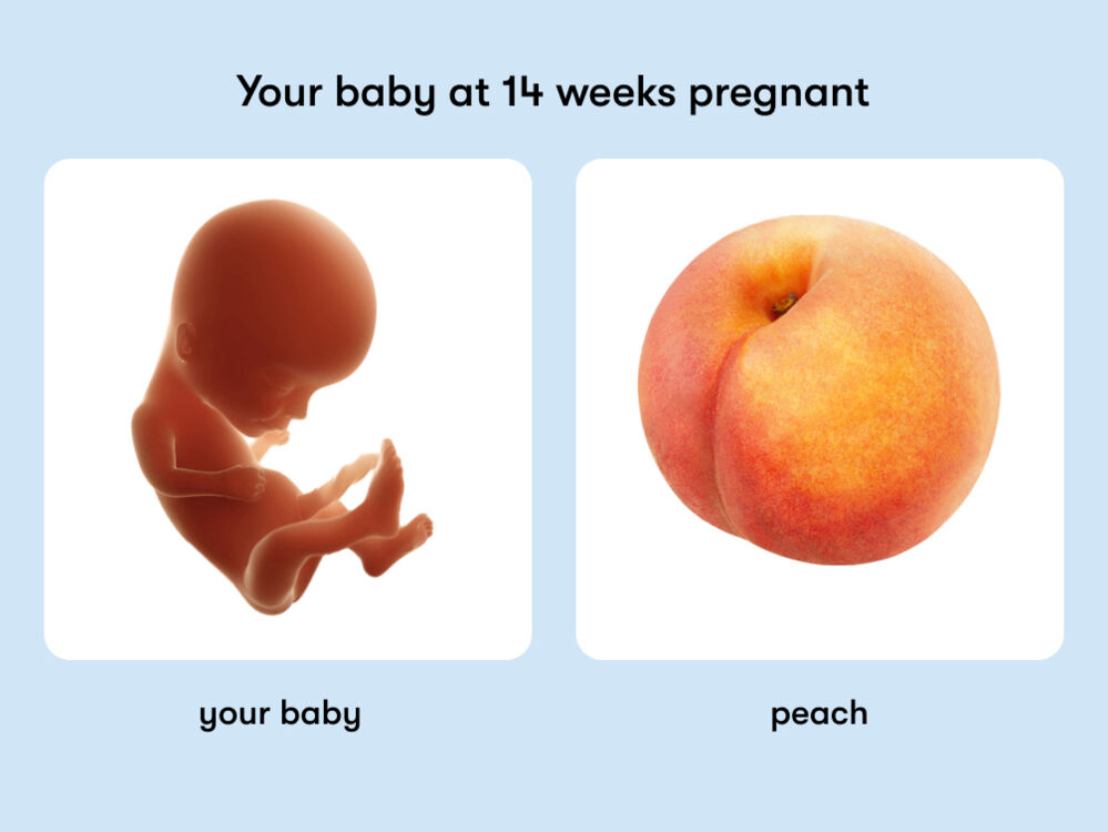 At week 14 of pregnancy, the baby is around 14.7cm long, equivalent to the size of a peach