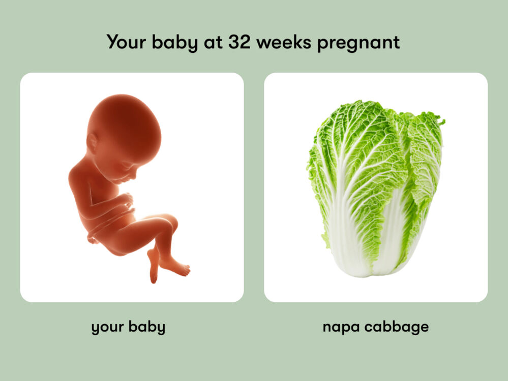 At week 32 of pregnancy, the baby is around 43 cm long, equivalent to the size of a napa cabbage