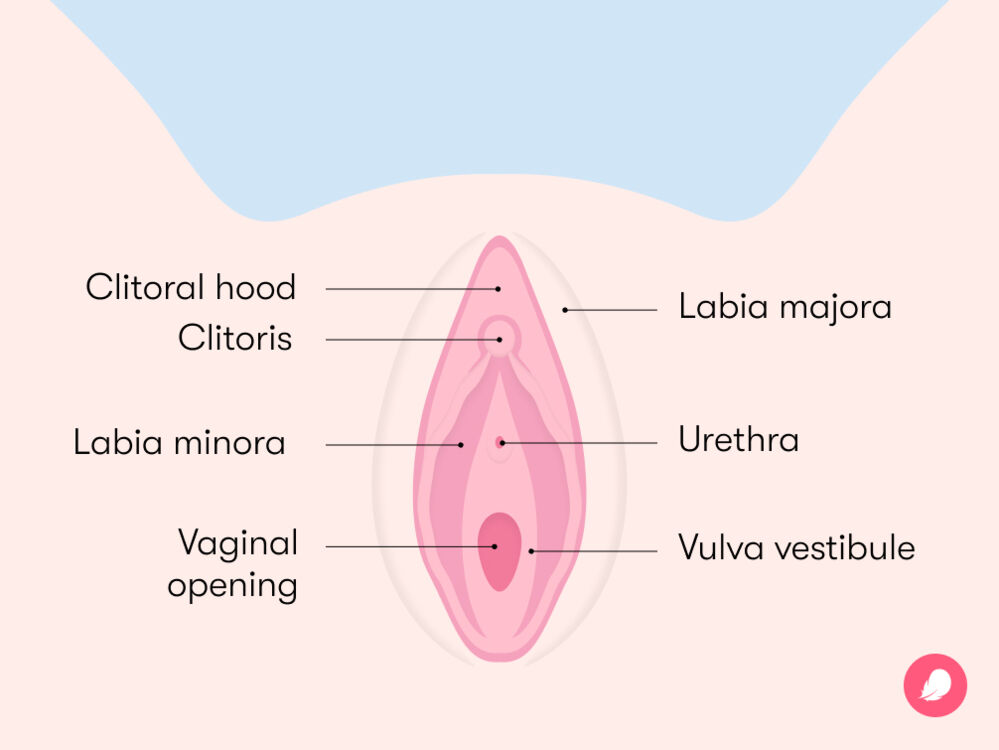 The vulva is the outer female sexual anatomy, consisting of two sets of lips (labia majora and labia minora), the clitoris, the clitoral hood, the urethral opening, and the vaginal opening.
