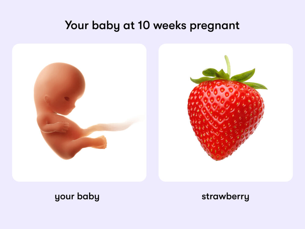 At week ten of pregnancy, your baby is around 3.2cm, equivalent to the size of a strawberry