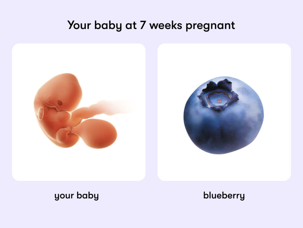 At week 7 of pregnancy, the baby is around 9.5 mm long, equivalent to the size of a blueberry