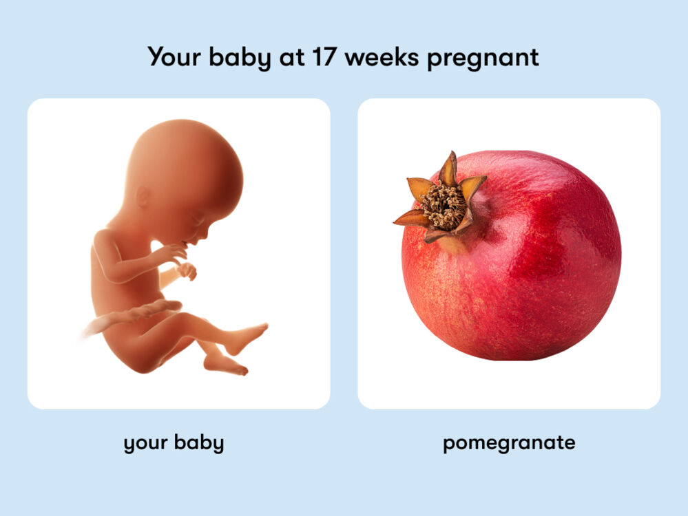 At 17 weeks, your baby is like a pomegranate.