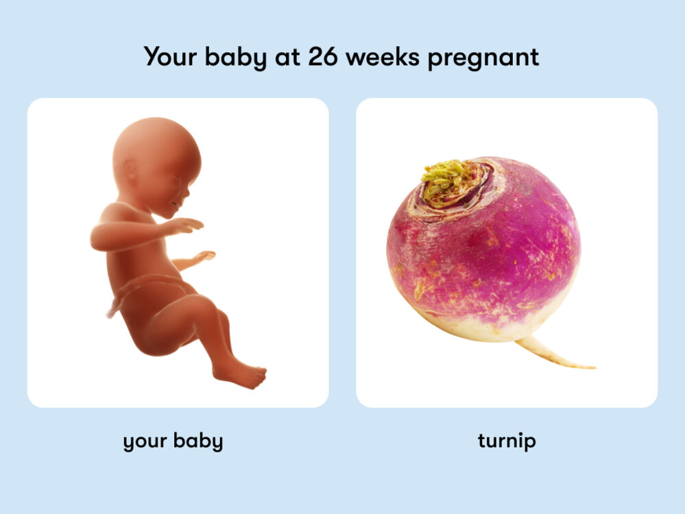 At week 26 of pregnancy, the baby is around 35.1 cm long, equivalent to the size of a turnip