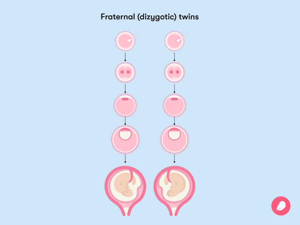 how an egg splits when you have nonidentical twins