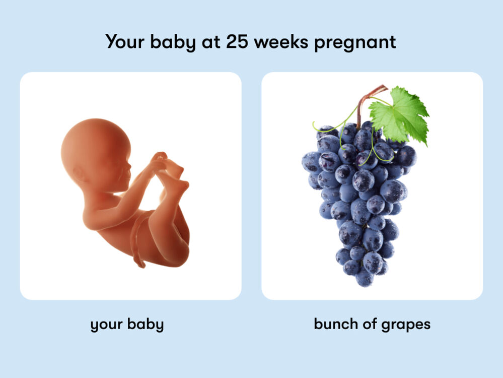 At week 25 of pregnancy, the baby is around 33.7 cm long, equivalent to the size of a bunch of grapes