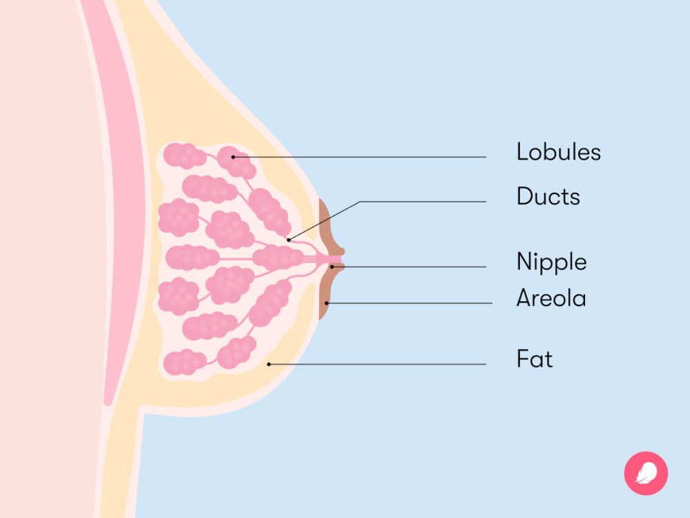 Breasts are internally composed of fat tissue, blood vessels, mammary ducts, and lobules.