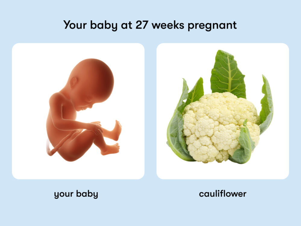 At week 27 of pregnancy, the baby is around 36.6 cm long, equivalent to the size of a cauliflower