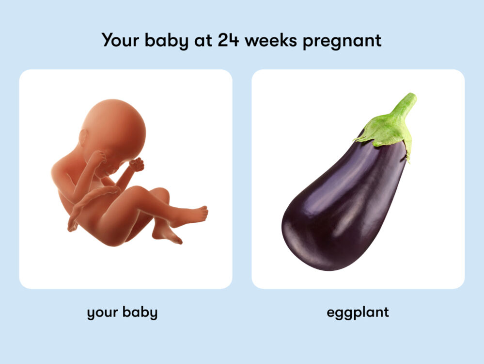 At week 24 of pregnancy, the baby is around 32 cm long, equivalent to the size of an eggplant