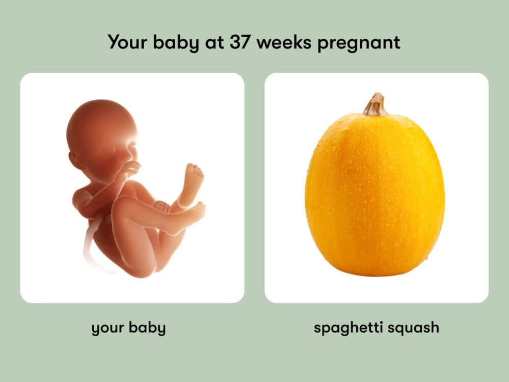 At week 37 of pregnancy, the baby is around 48 cm long, equivalent to the size of a spaghetti squash