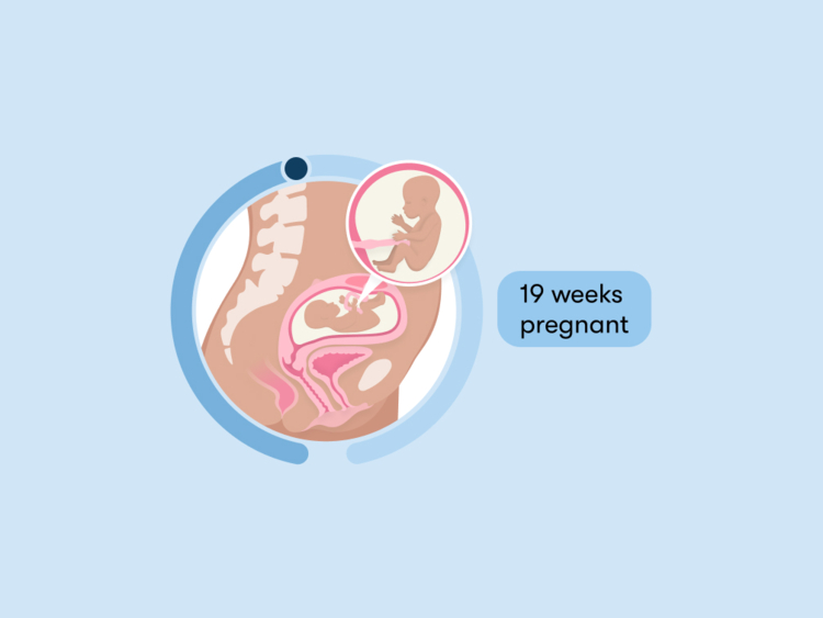 19 weeks pregnant: Your guide to this week of your second trimester
