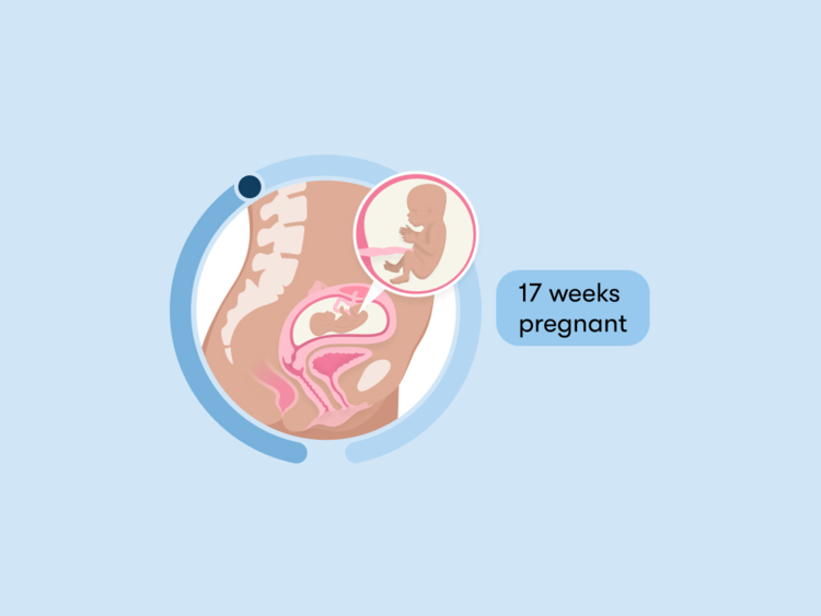 17 weeks pregnant: Your guide to this week of your second trimester