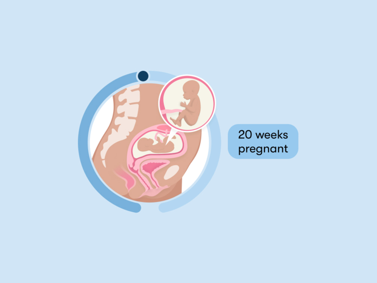 20 weeks pregnant: Your guide to this week of your second trimester