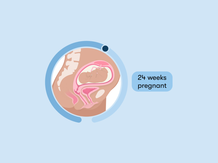 24 weeks pregnant: Your guide to this week of your second trimester