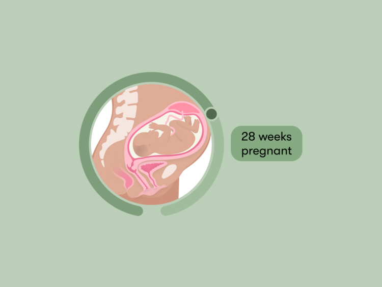 28 weeks pregnant: Your guide to this week of your third trimester